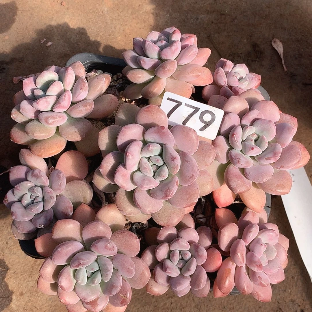 779白鹭 一物一拍多肉