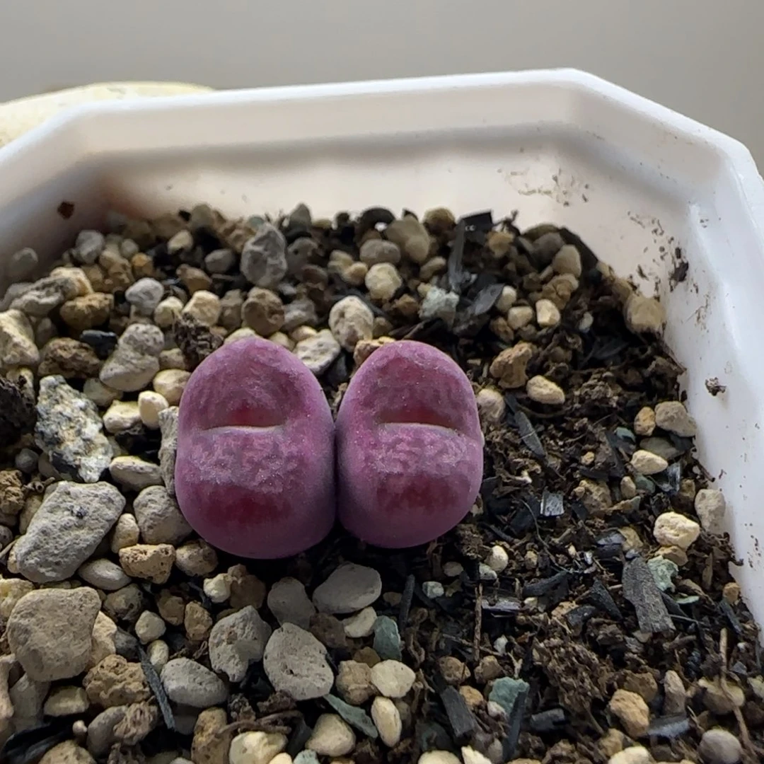 ****h9-28-当天满38包邮杂交单头1.1cm左右