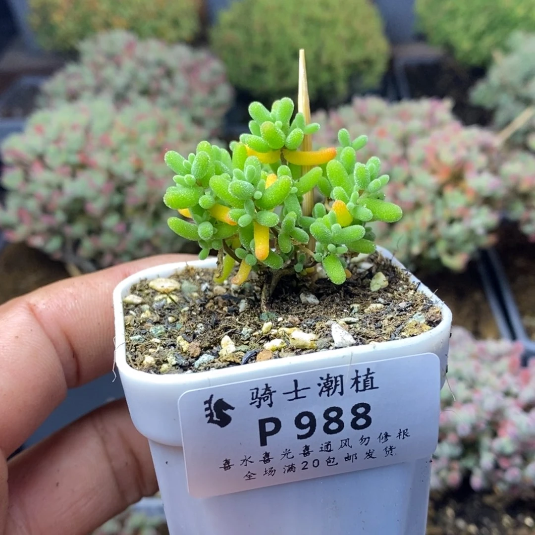 988实生糖豆米粒多肉