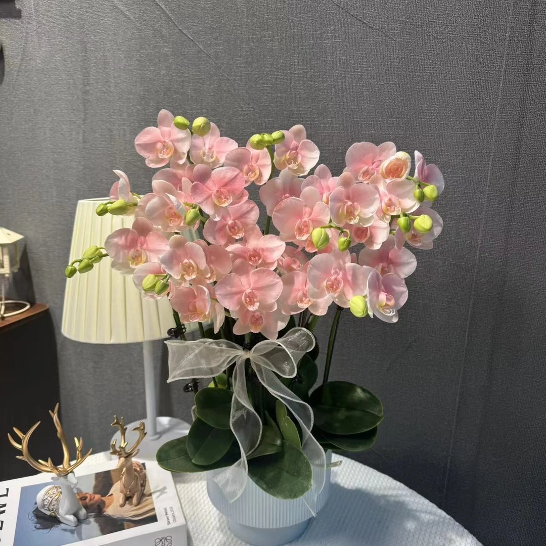 蝴蝶兰【罗曼蒂克】鲜活绿植带花带花苞室内盆栽艺术喷色工艺