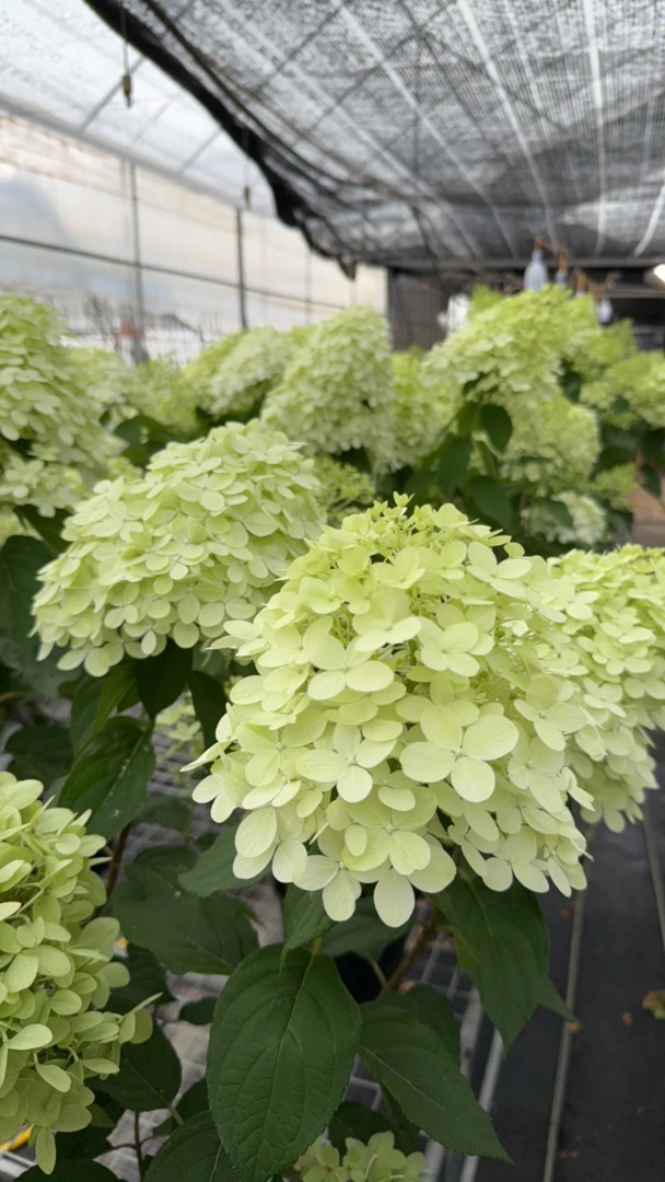 拿铁的花店-圆锥绣球石灰灯