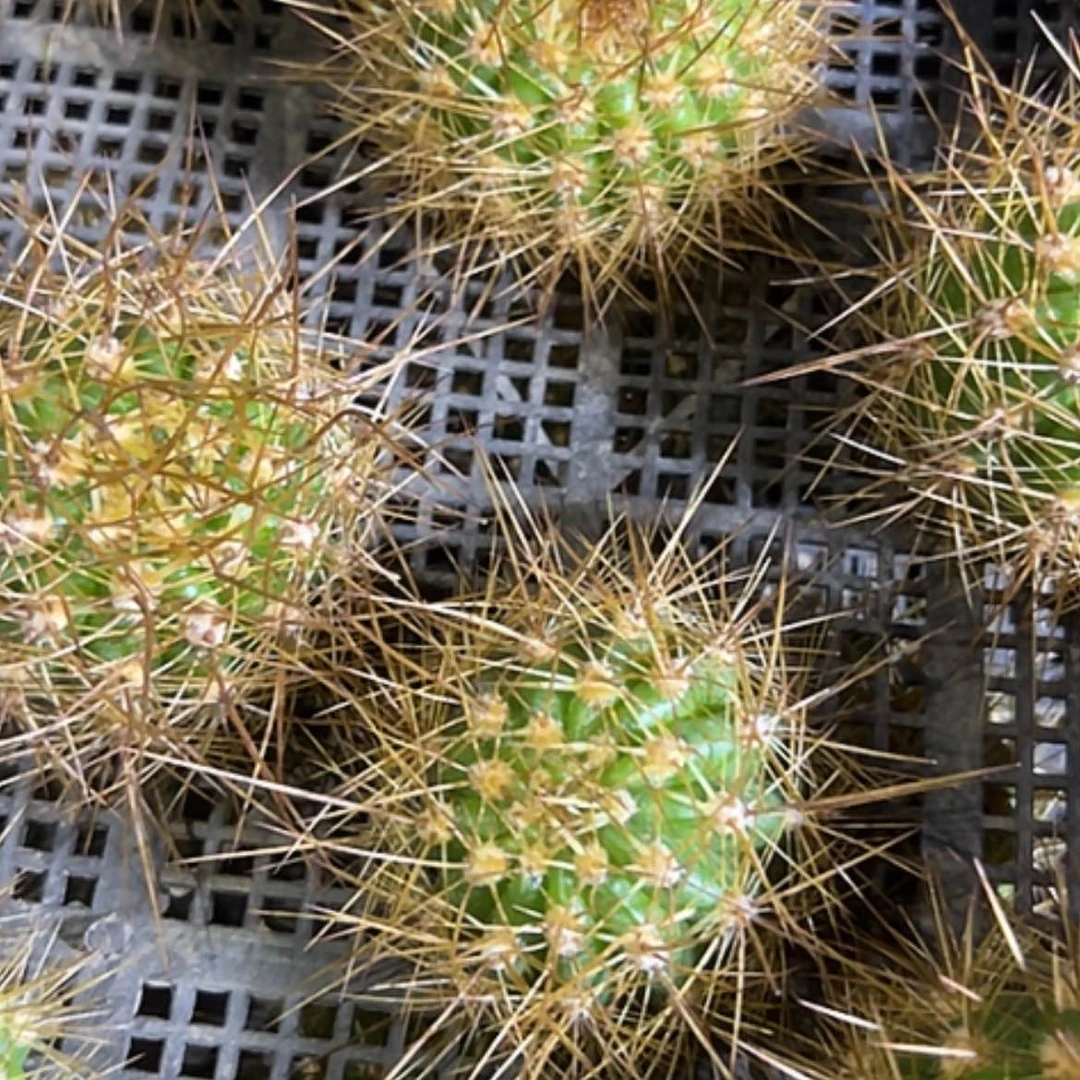 【闪购商品】清清35