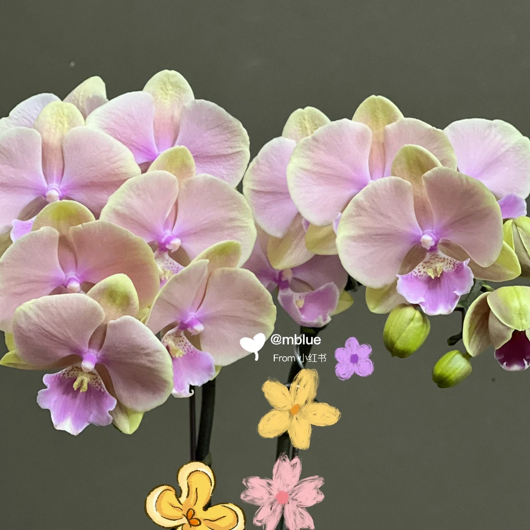 芳美传奇出梗苗双剑3.5寸蜡质大花型精品苗