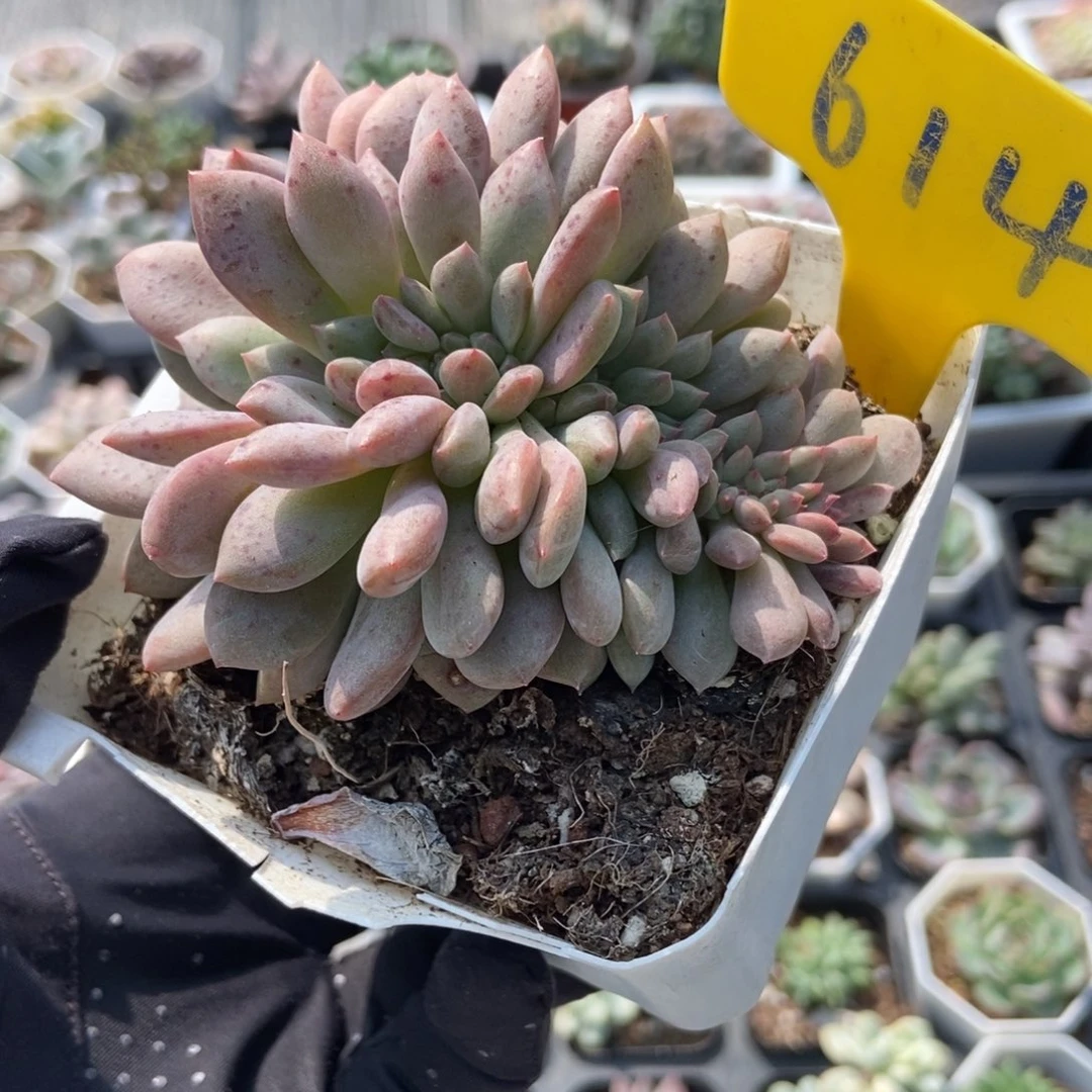 614爱丽儿缀多肉植物