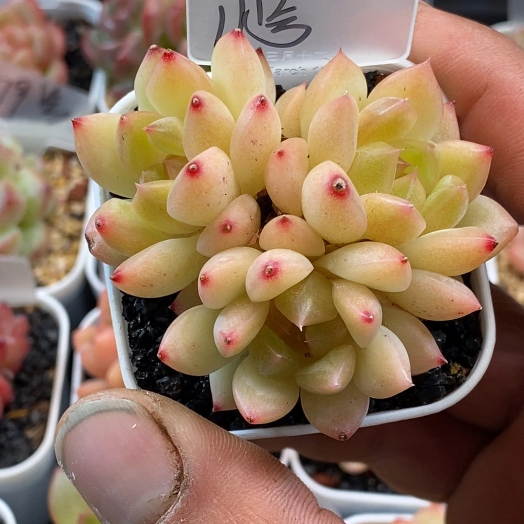 天官赐福百无禁忌