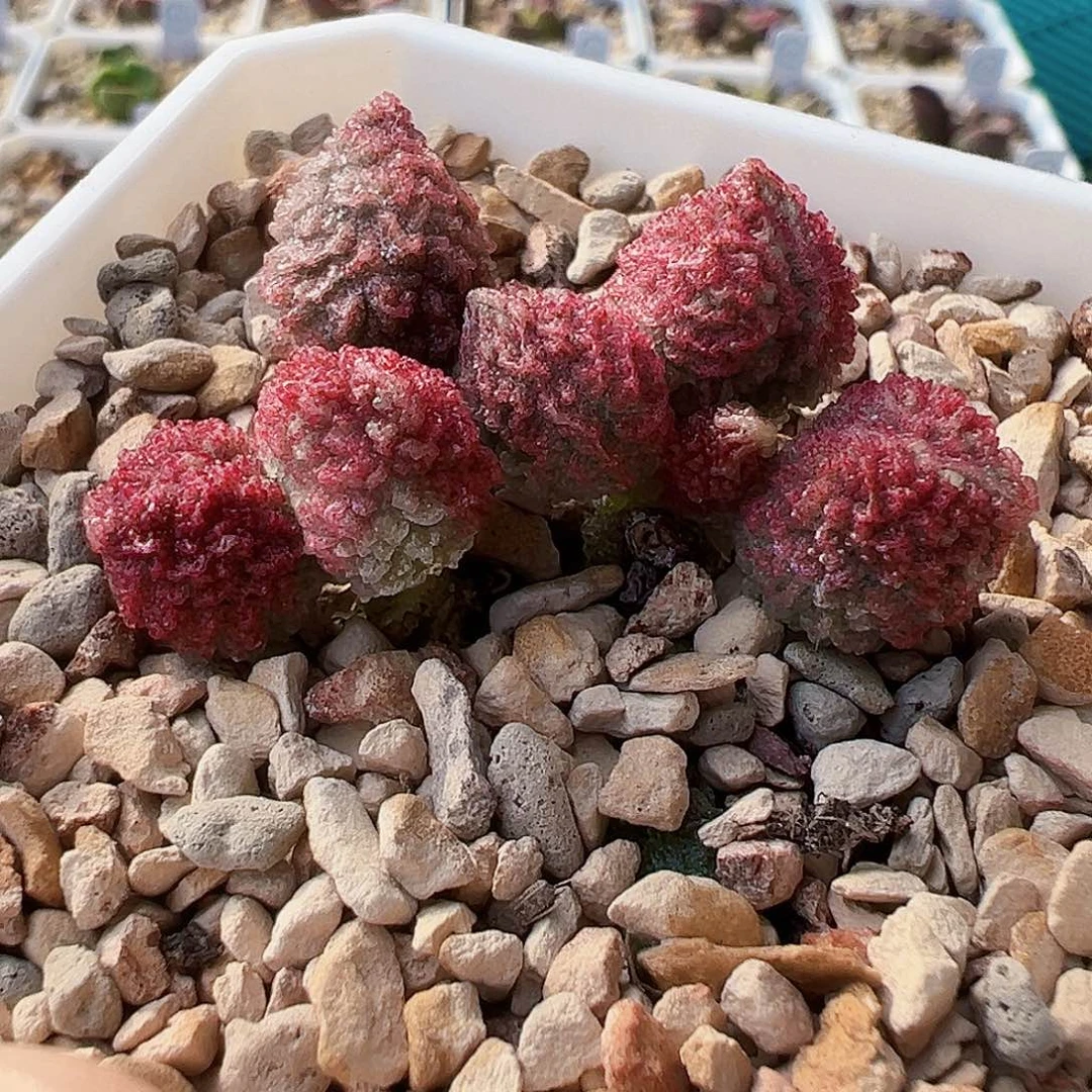 满50元 包邮顺丰，实生。