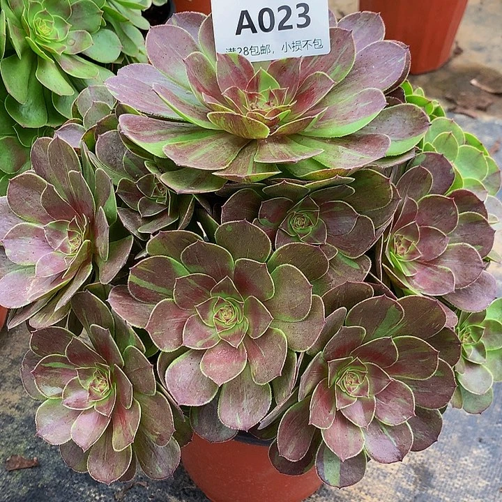 勤*023花月夜不包生死