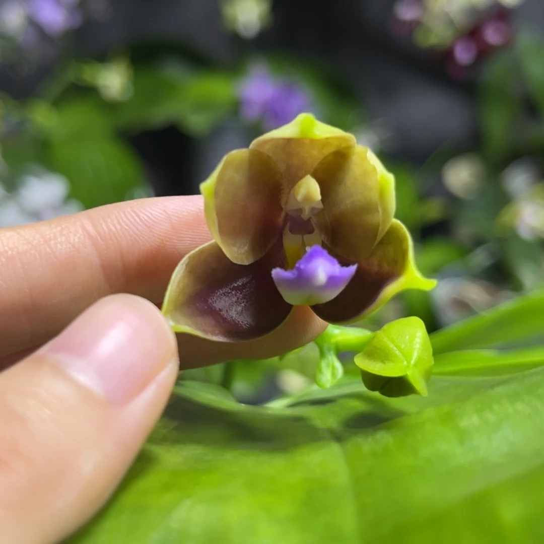 完全开放2.5寸yw16开花株