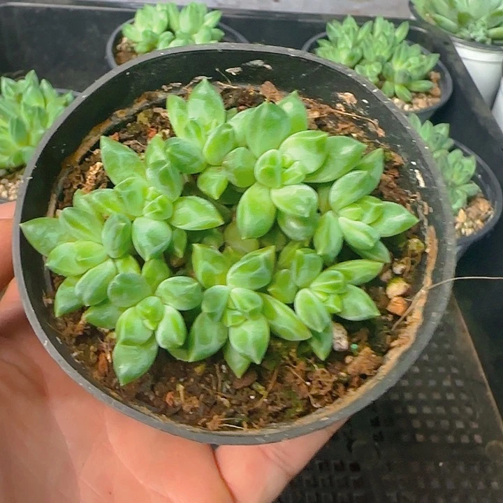 新品美人优选1849