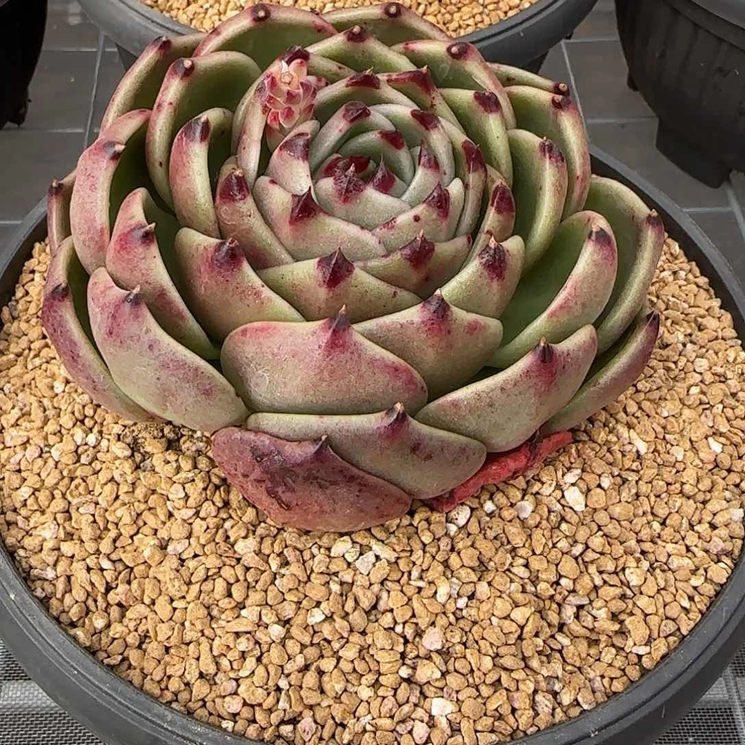 从前慢甄选多肉编号蓝龙