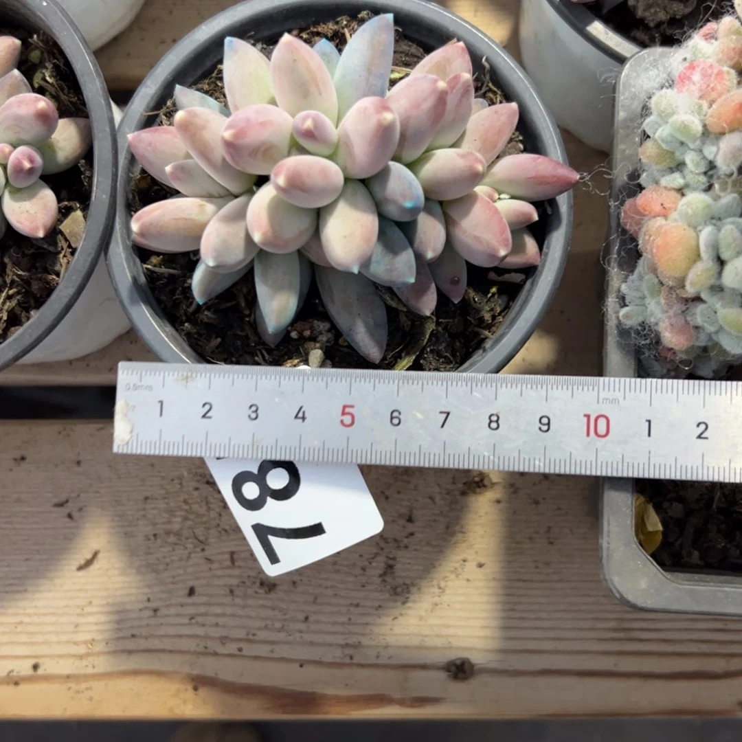 ✨****?785 多肉植物组合