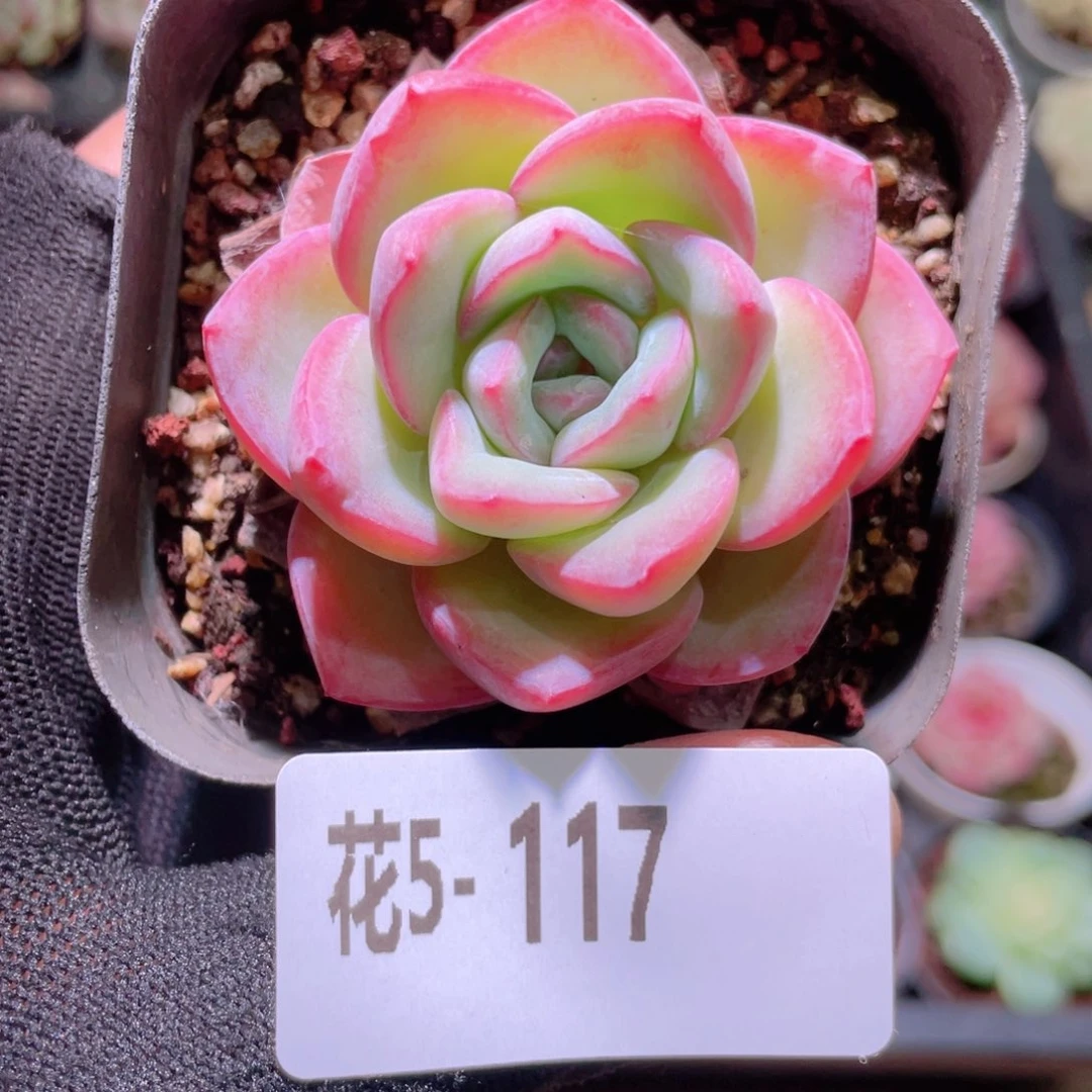 花利美5-117草莓泡芙