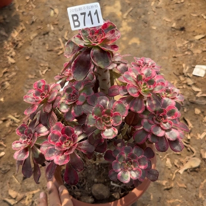 香奈尔……多肉植物……