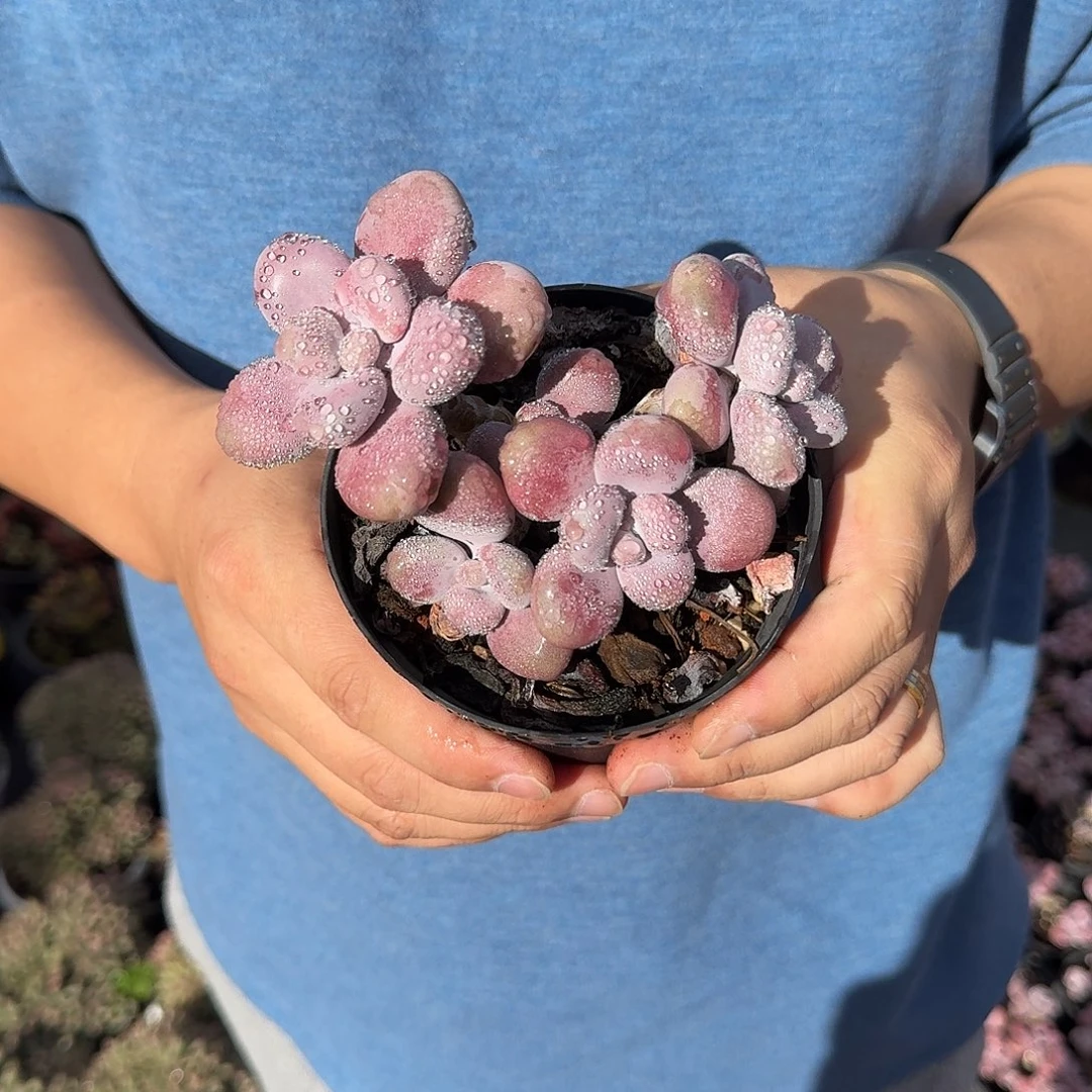 从前慢花园多肉编号-腰子蛋