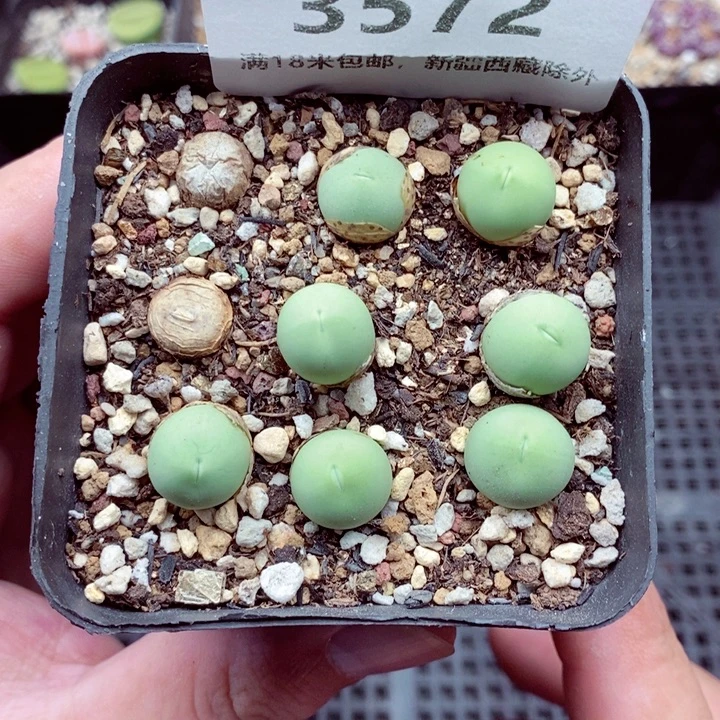 3572。