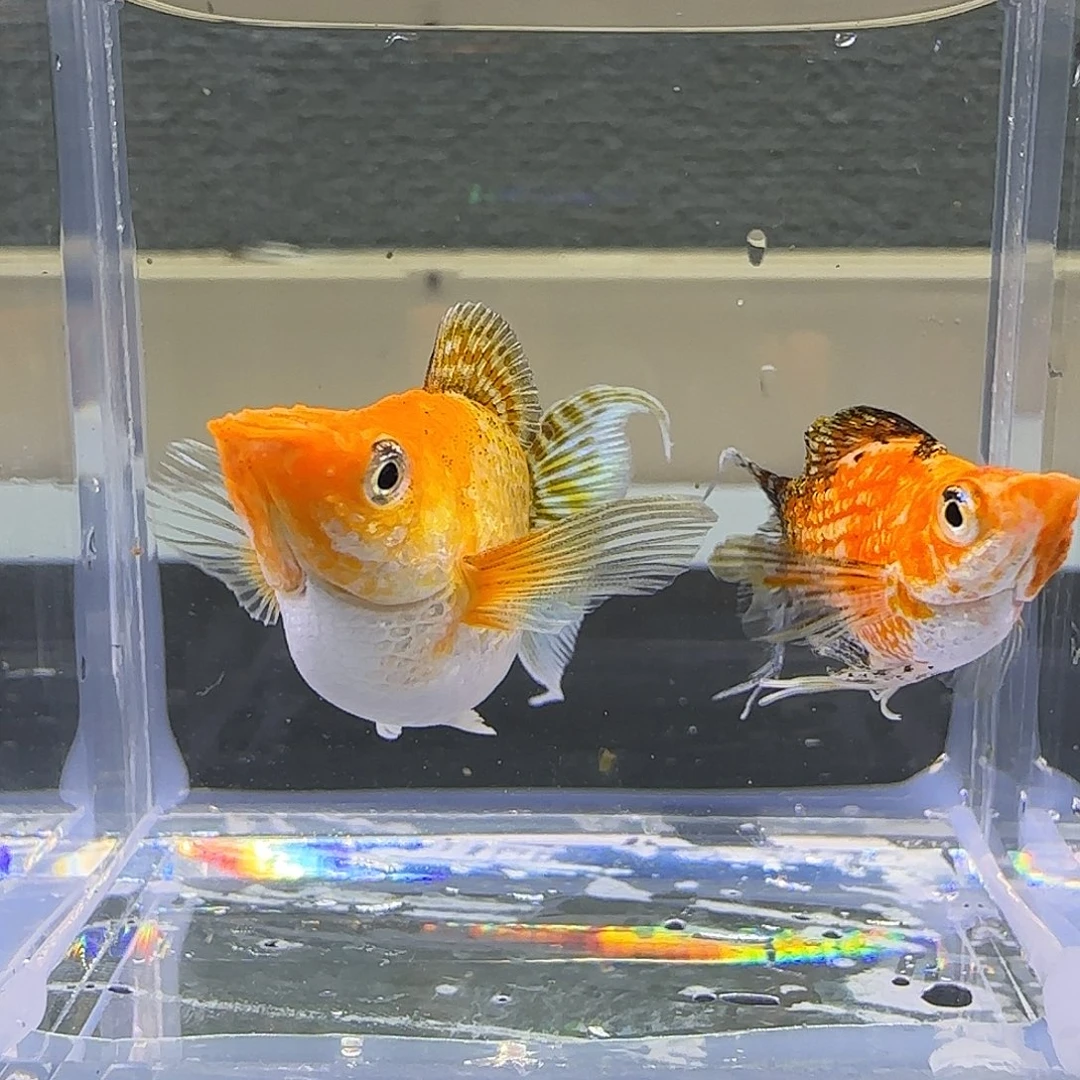 不分公母热带海域2-6红头皮卡丘
