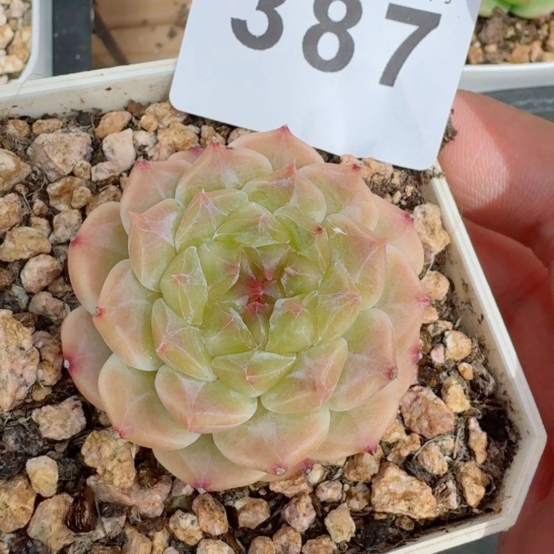 秘境冰魄            精美多肉植物