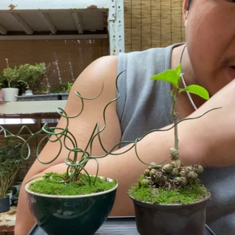 红陶一物一拍所见即所得100