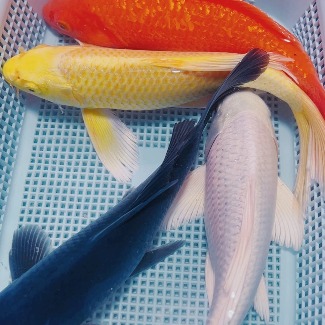 海水鱼锦鲤观赏鱼观赏鱼