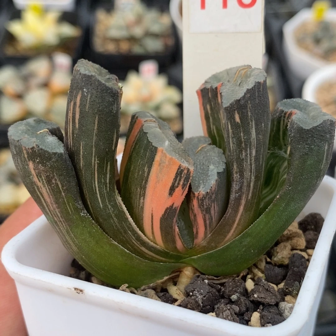 116赤斑玉扇锦一物一拍