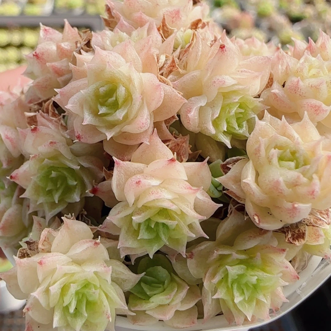 花语逸镜0718-24散