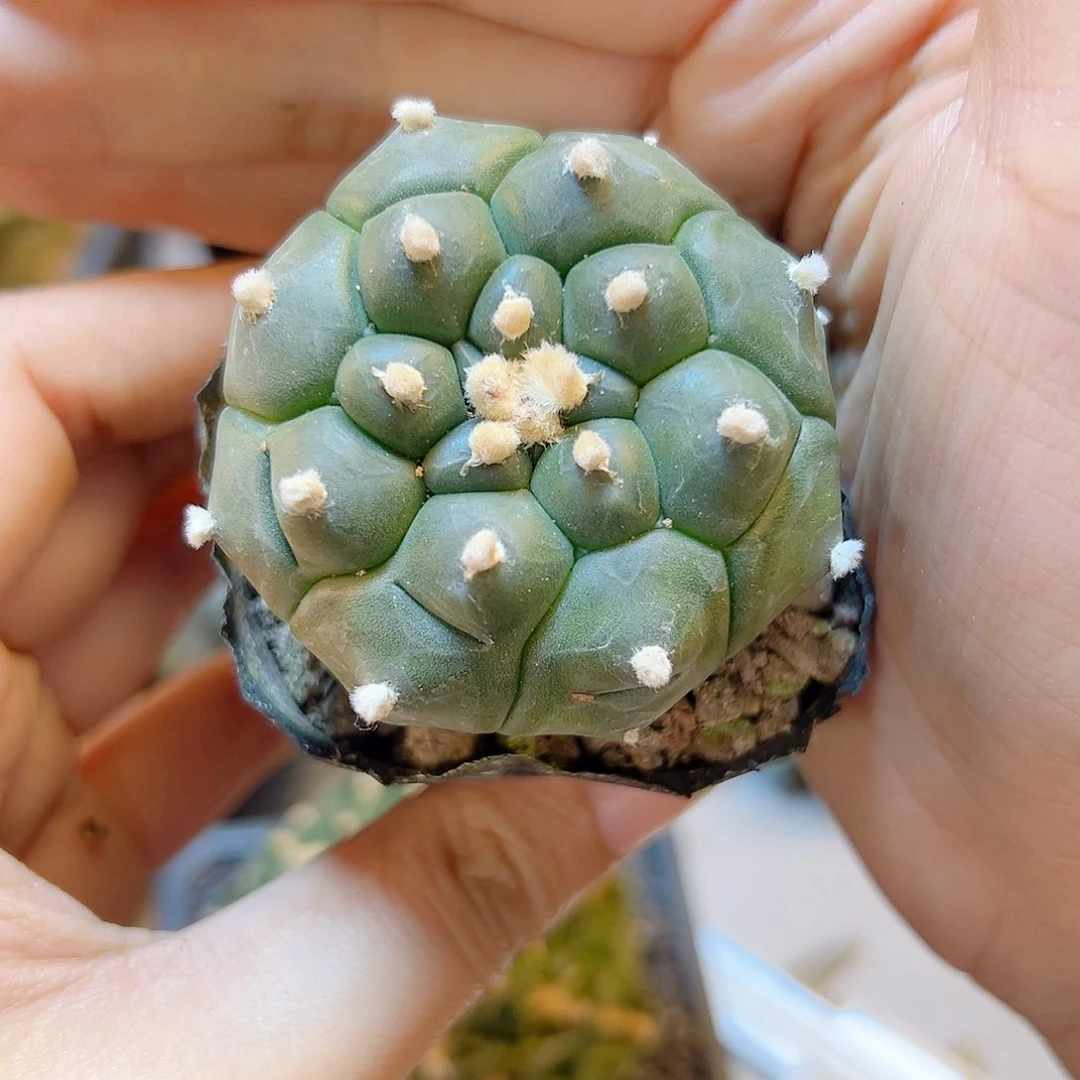 晚34号实生龟甲兜4.9公分