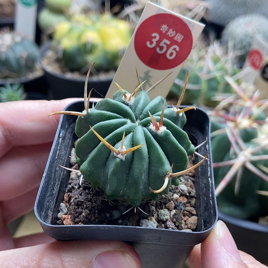 实生龙剑丸3.8cm一棵仙人球