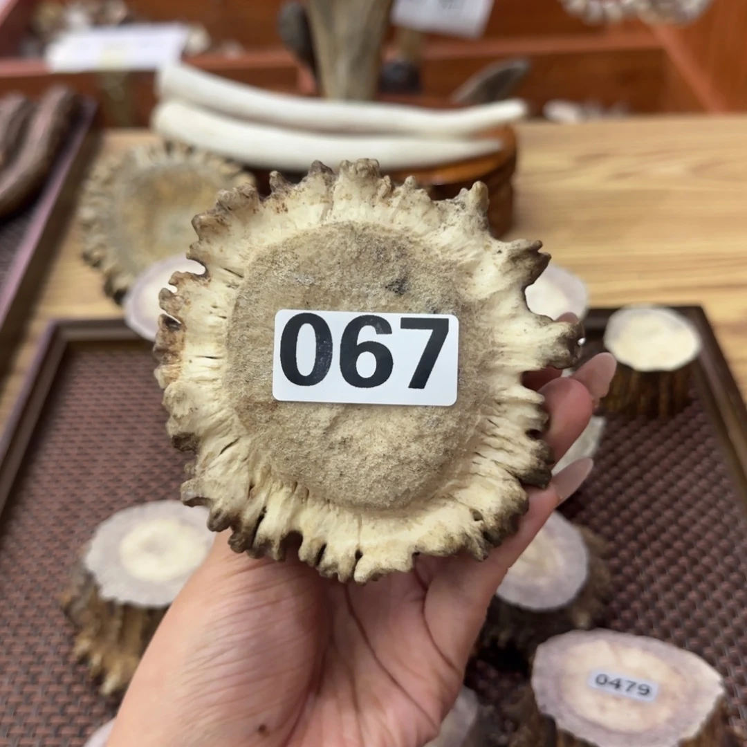 其他鹿骨067角帽 磨平