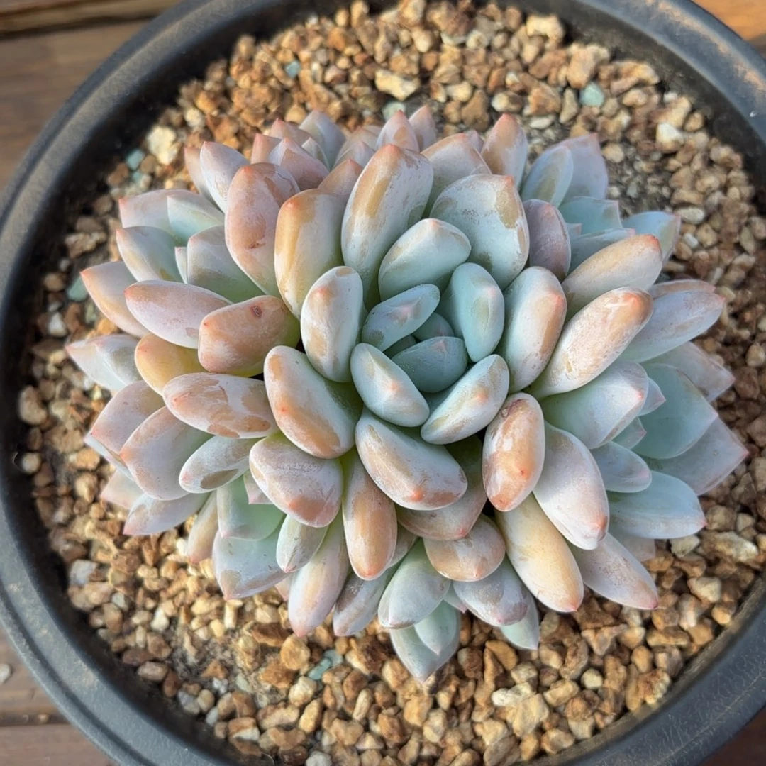 无花朵香橙 一物一拍