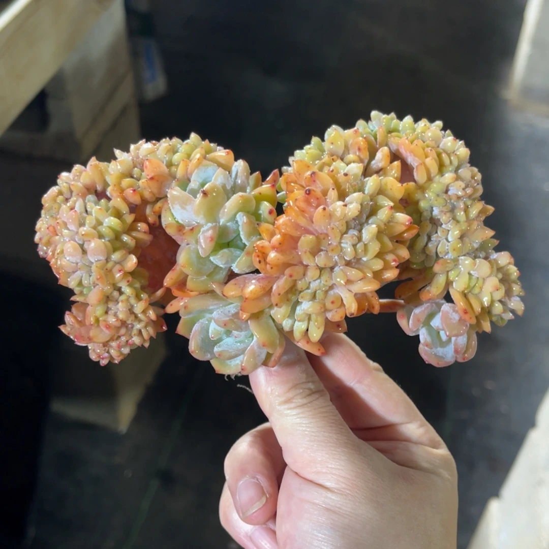 星影缀 一物一拍不支持退换