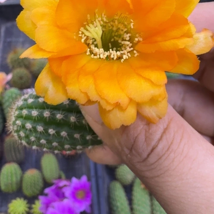 17白檀黄金3个无根侧牙，20包邮