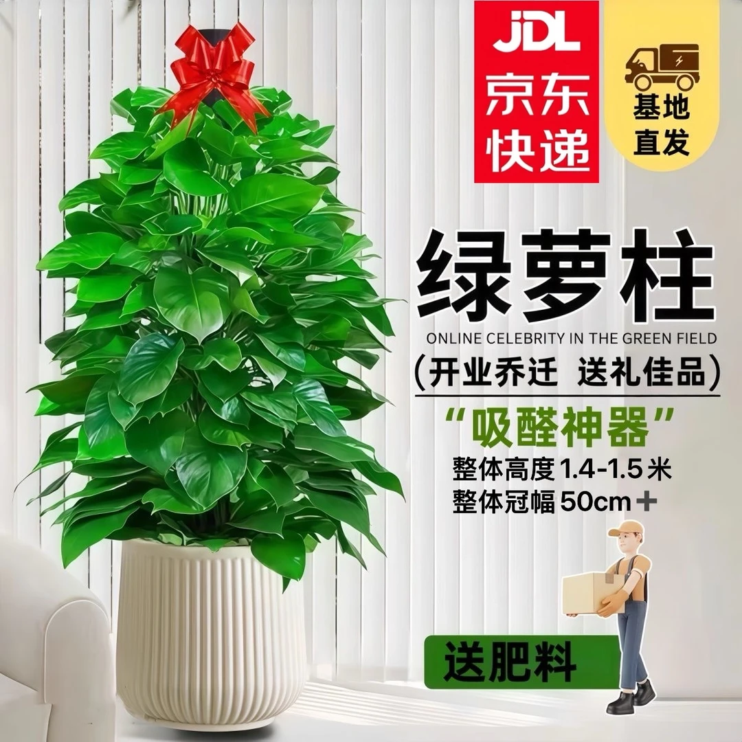 【京东上门】大叶绿萝柱盆栽1.4 - 1.5米绿植净化空气室内除甲醛