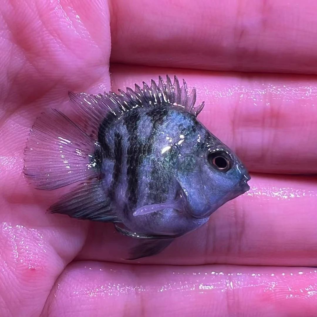 桃心迷你鹦鹉鱼观赏鱼小型热带鱼颜色混搭（两个月鱼苗）