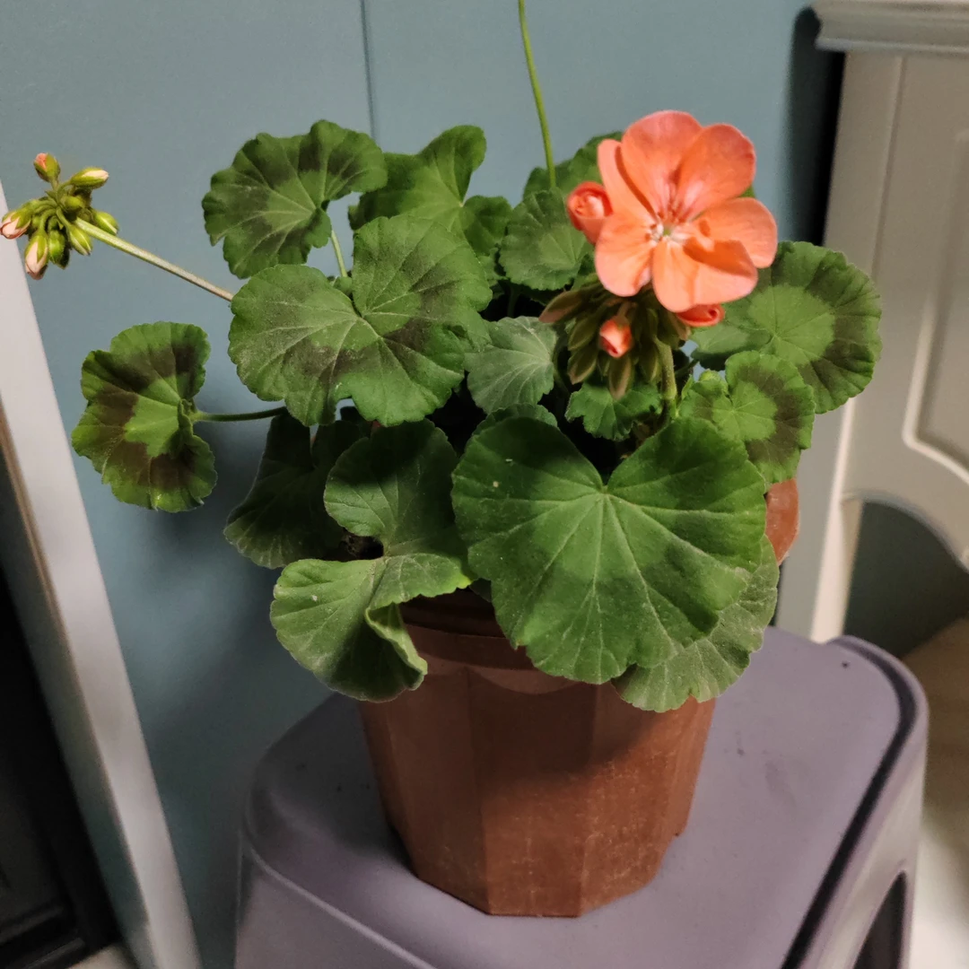 小三宫天竺葵大盆包邮到家