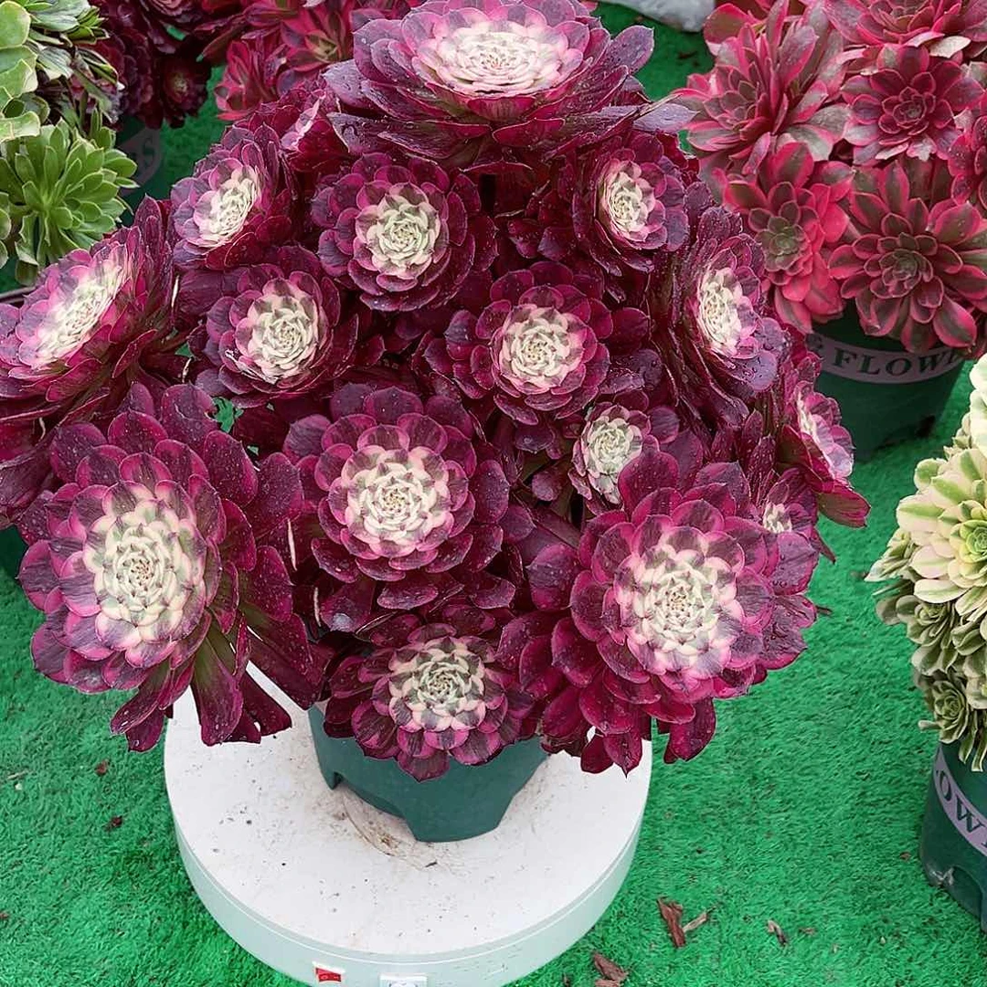 人**途法师多肉植物f s