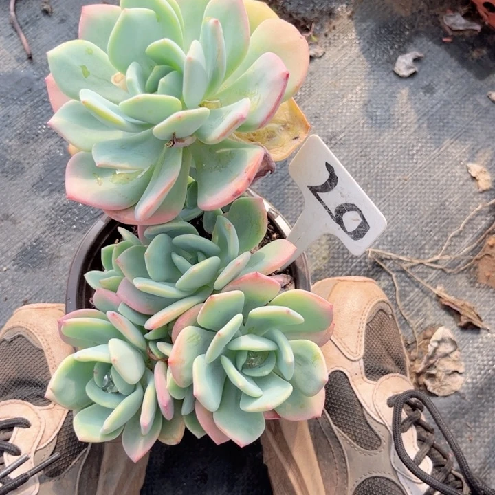 晨语多肉一物一拍20