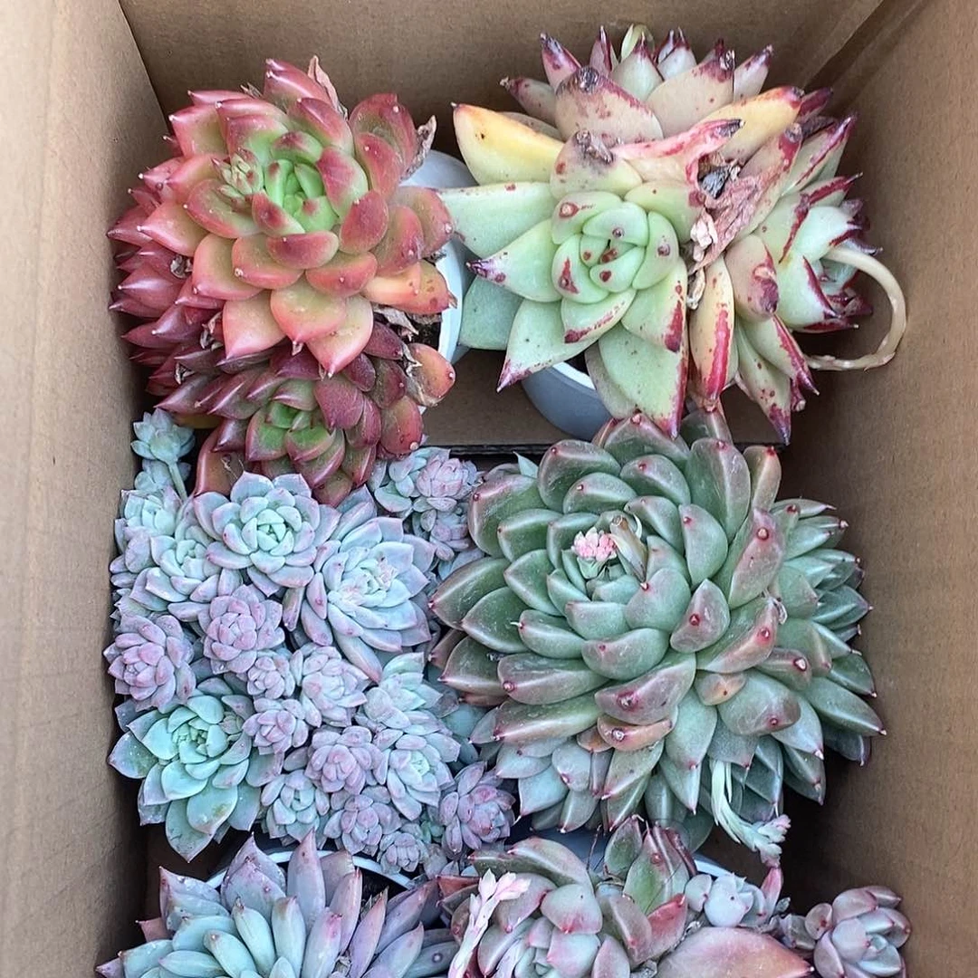 大群生6个不同色 6133