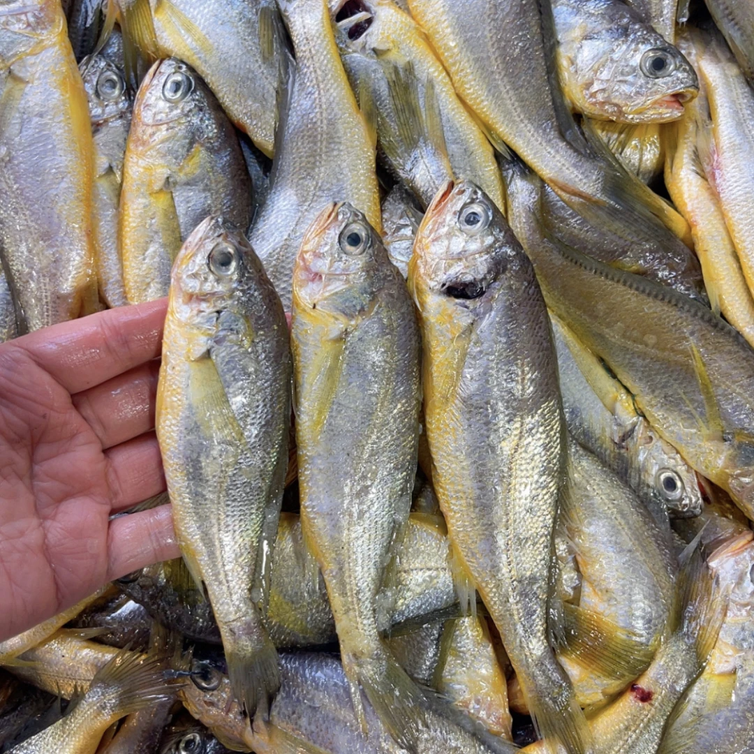 大连黄花鱼3/4斤，干冰速冻发货