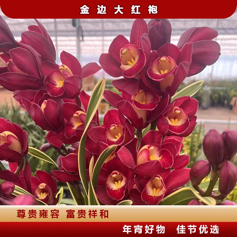 【金边大红袍】带杆4枝剑红色大花蕙兰 源头直发高颜值带花苞年宵花