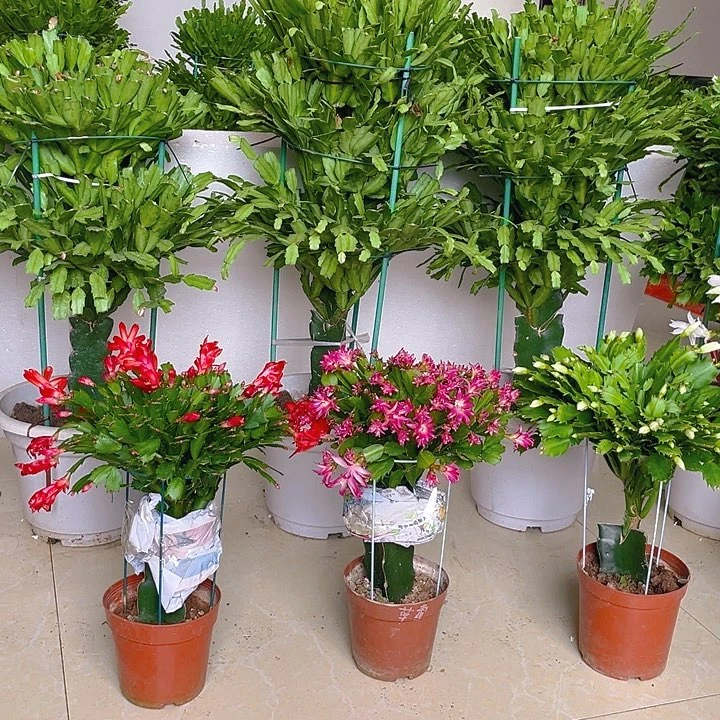 完全开放麒麟室内花卉