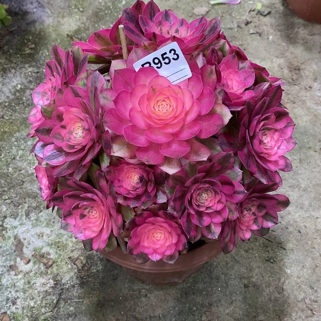 白*倾城多肉植物953