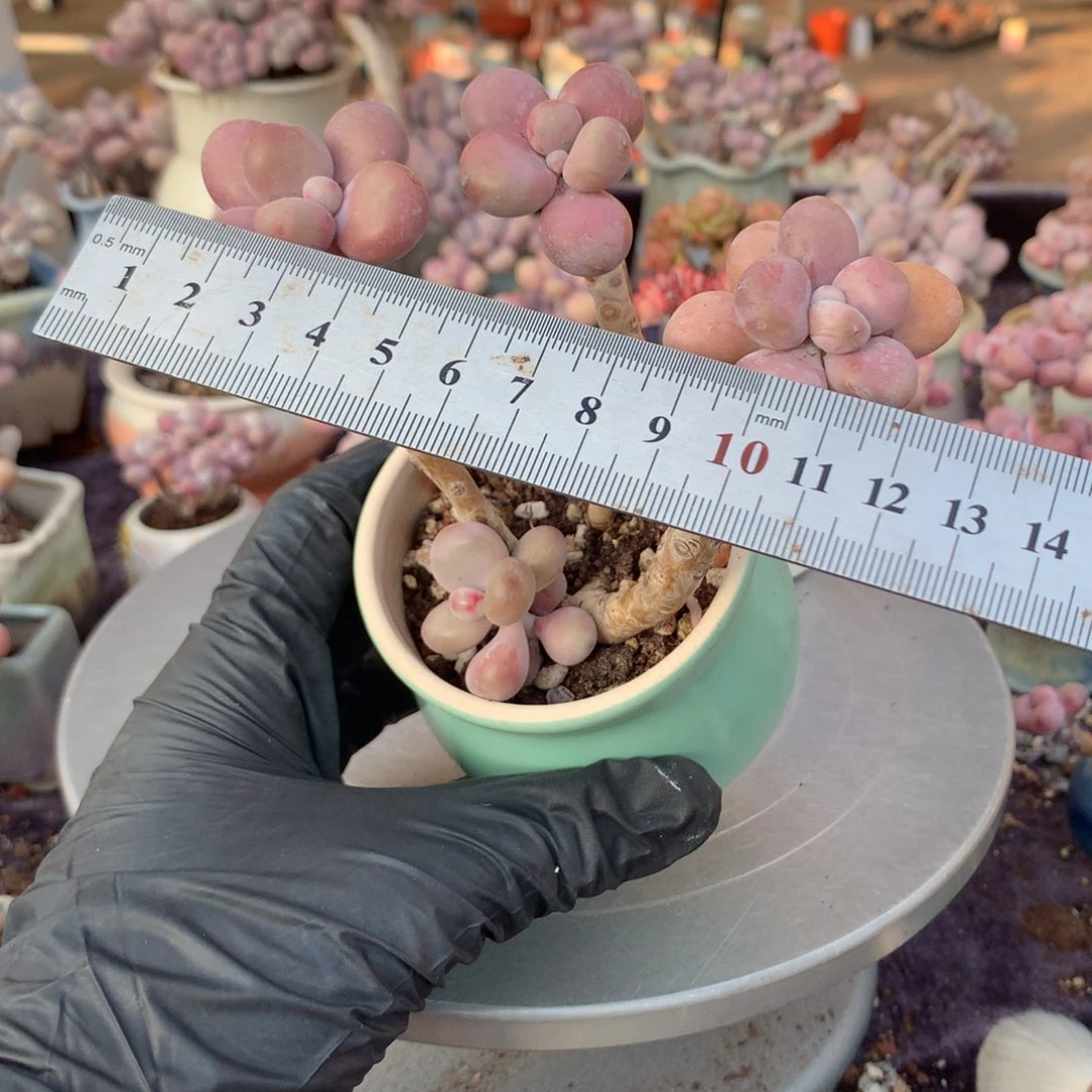 36号带盆偏远地区不包邮的