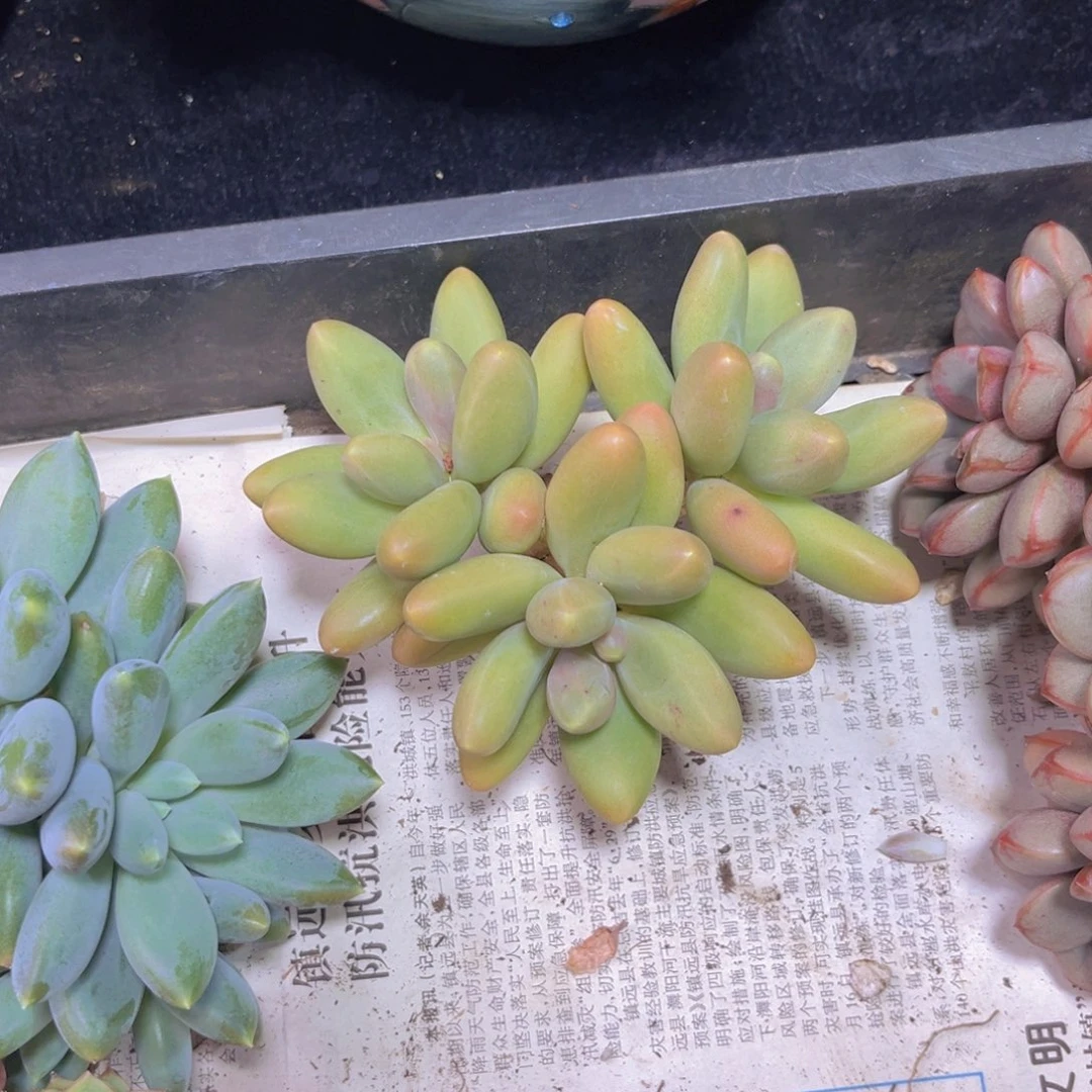完全开放多肉植物糖果美人