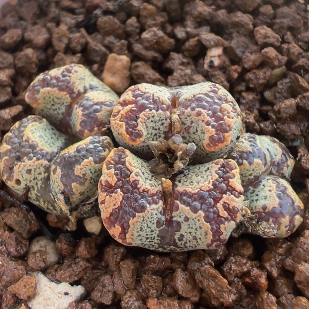 蝴蝶群多肉植物百科