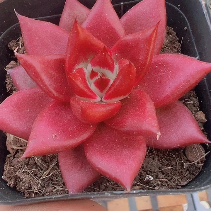 罗宾精品多肉植物大战僵尸先生