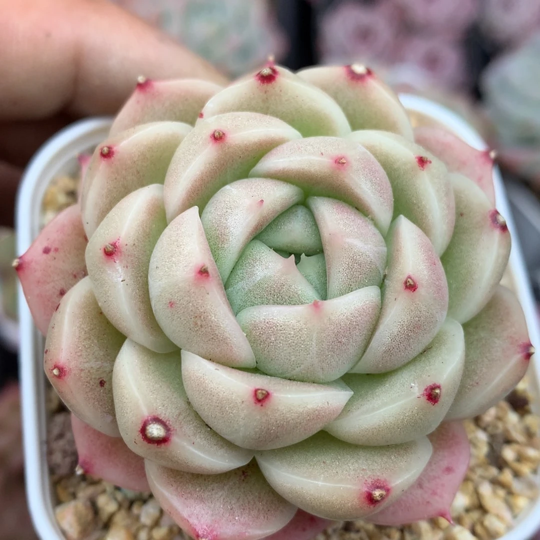 0127-32 麦杆优选