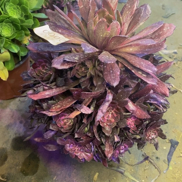 紫霞多肉断头不包2000