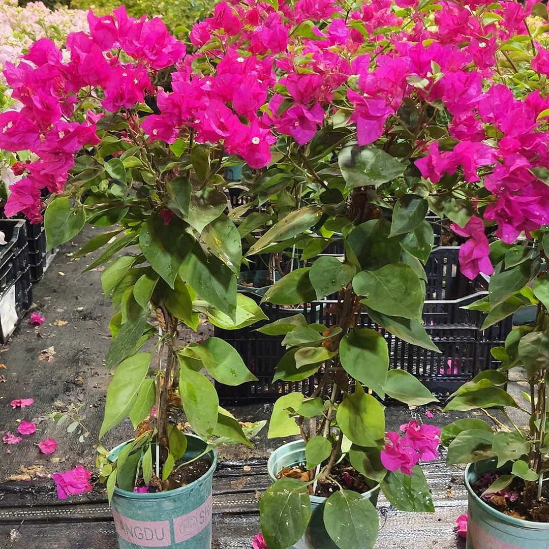 大部分花苞少量开放黑玫瑰带竹一颗