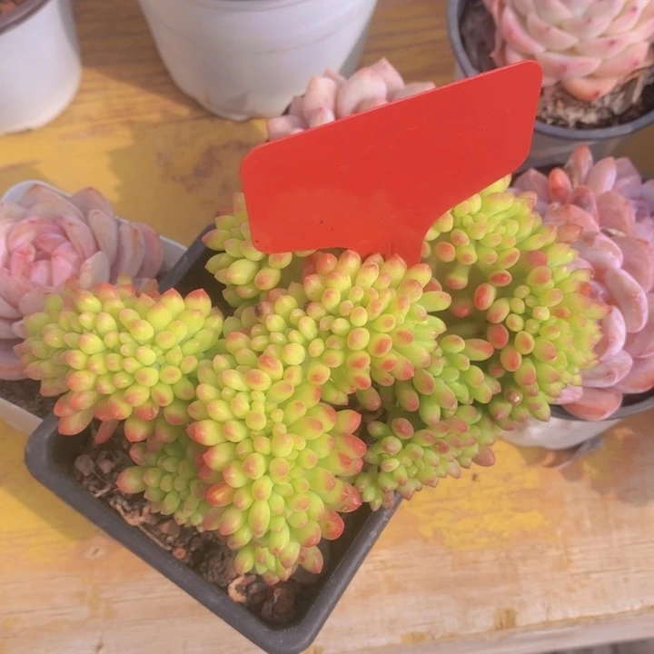 多肉植物，开心多肉
