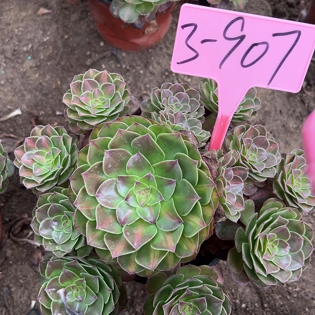 3-907倾城中斑多肉法师